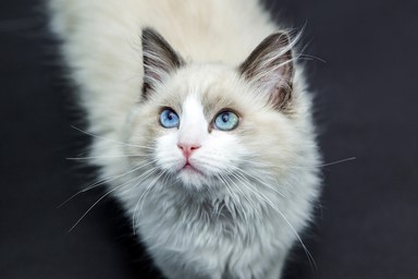 141