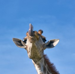 144