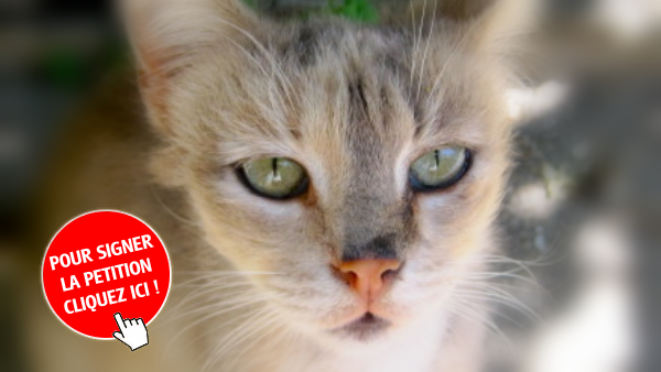 chat rosny sous bois